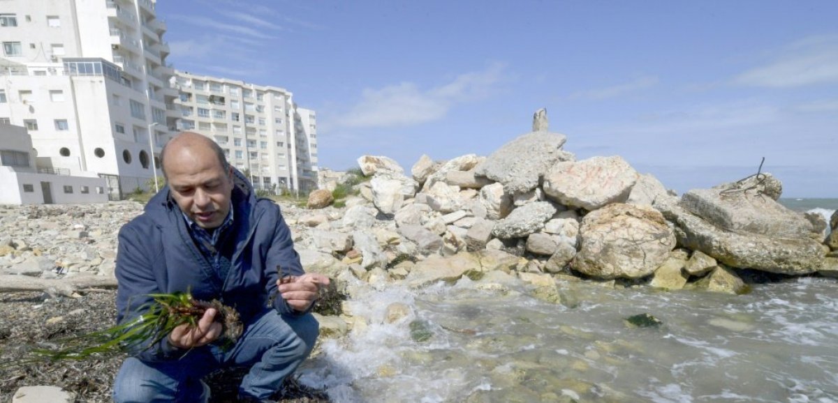 En Tunisie, les herbiers marins de posidonie risquent l'extinction