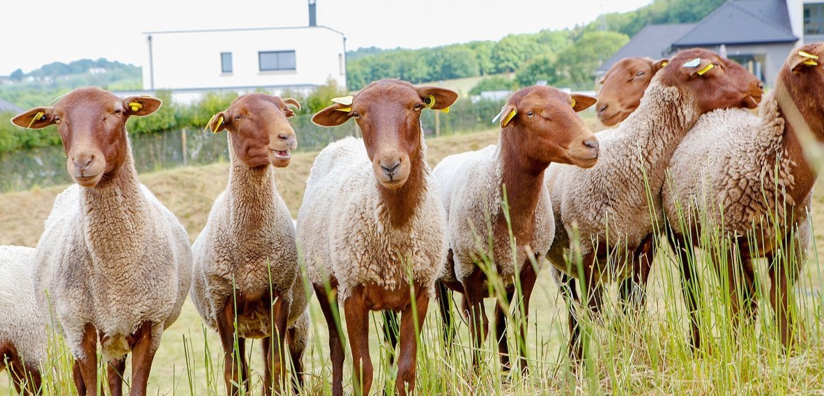 Caux Seine Agglo. Entretien des bassins d'orage : des moutons pour remplacer les tondeuses