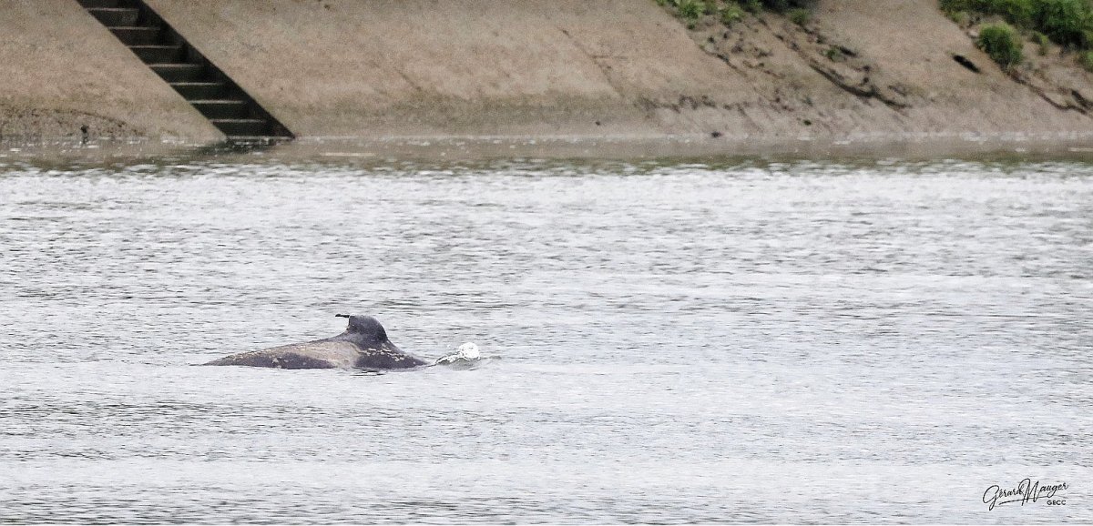 Seine-Maritime. Un drone déployé pour sauver l'orque dans la Seine