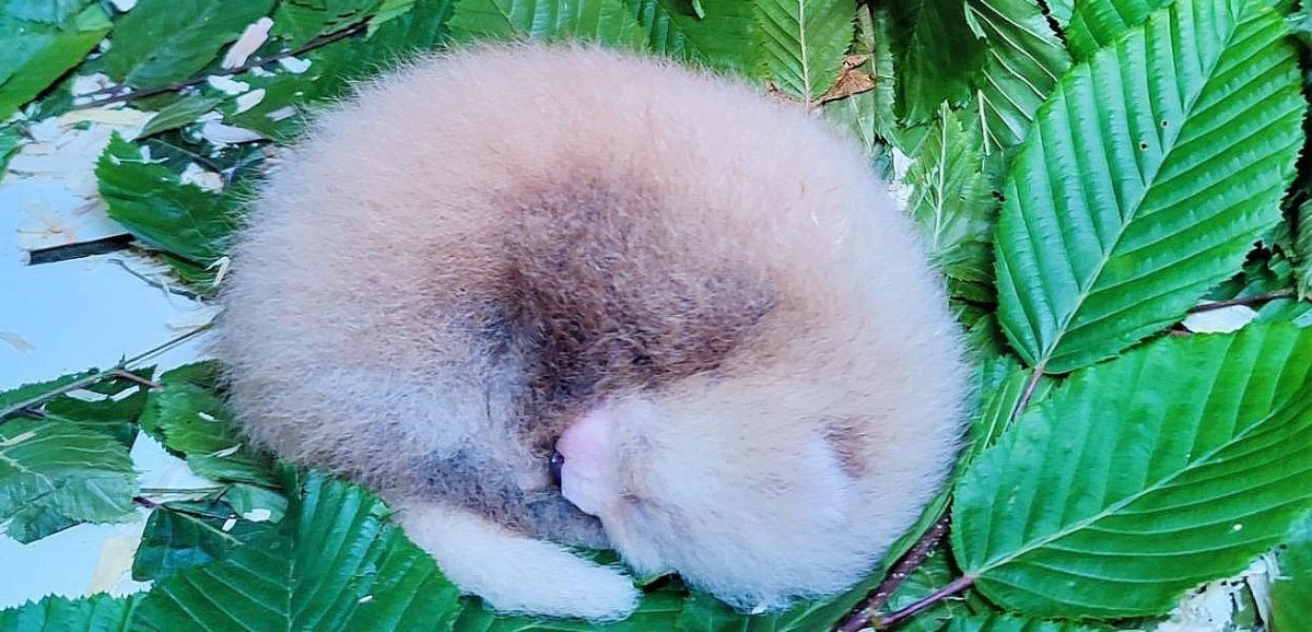 Seine-Maritime. Un nouveau bébé panda roux naît au parc de Clères