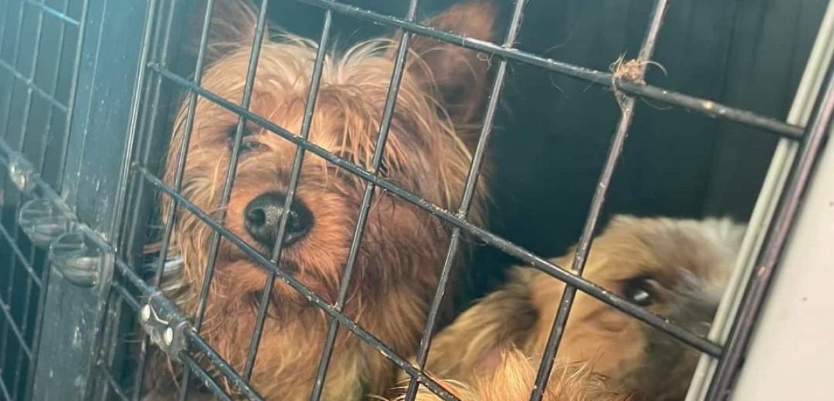 Normandie. Elle sauve dix chiens enfermés dans une camionnette en plein soleil