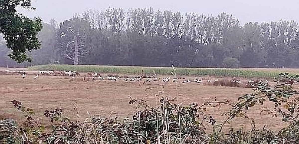 Domfront. Insolite : des dizaines de cigognes font étape au pays du poiré !