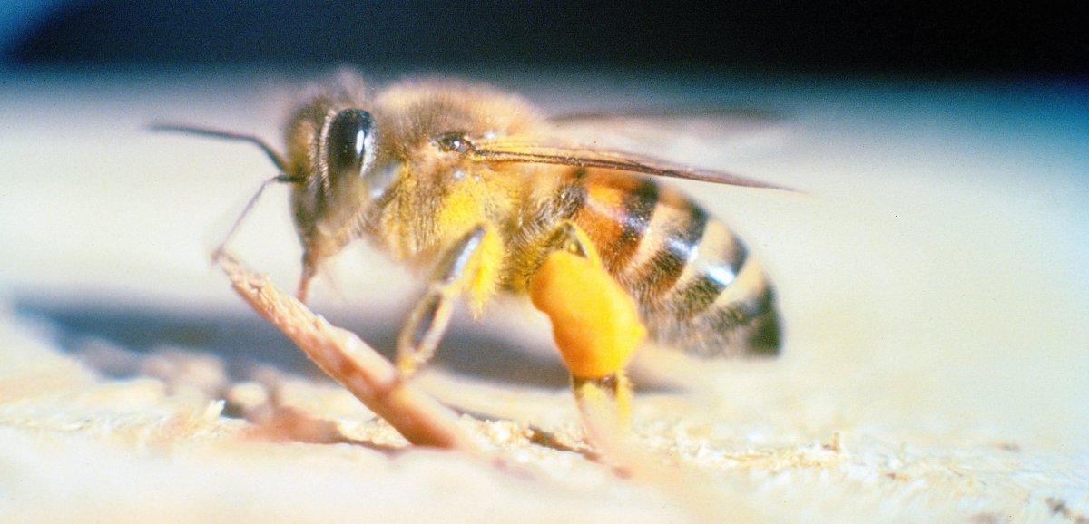 États-Unis. Un homme piqué 20 000 fois par des abeilles tueuses plongé dans le coma