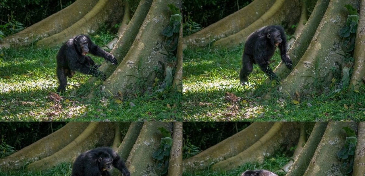 Les chimpanzés ont un sens du rythme bien à eux