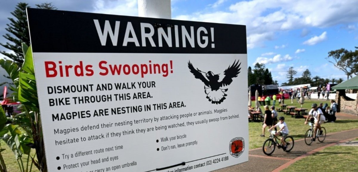 Hitchcock à Wollongong: les champions cyclistes menacés par les oiseaux
