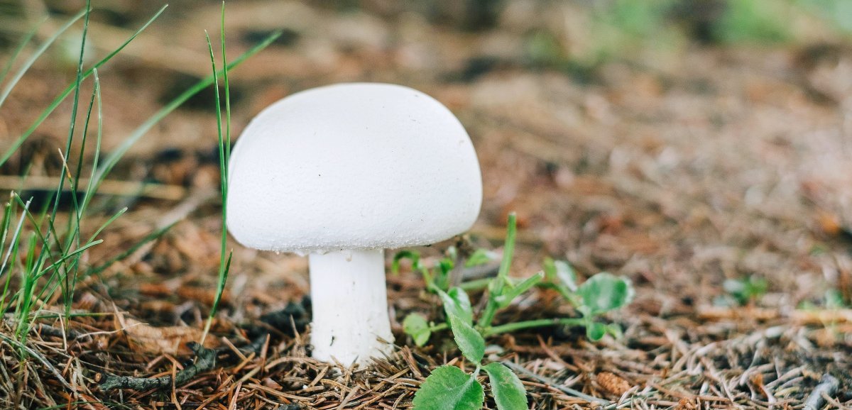 Environnement. Vrai ou faux : connaissez-vous vraiment les champignons ?