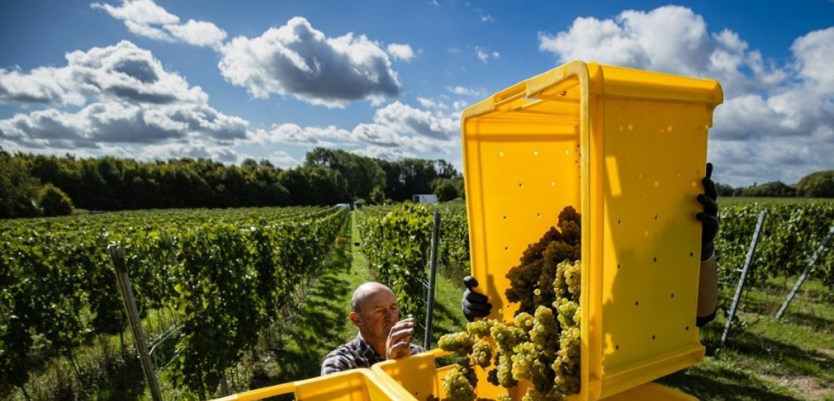 Avec le changement climatique, le chardonnay prend racine dans les Hauts-de-France