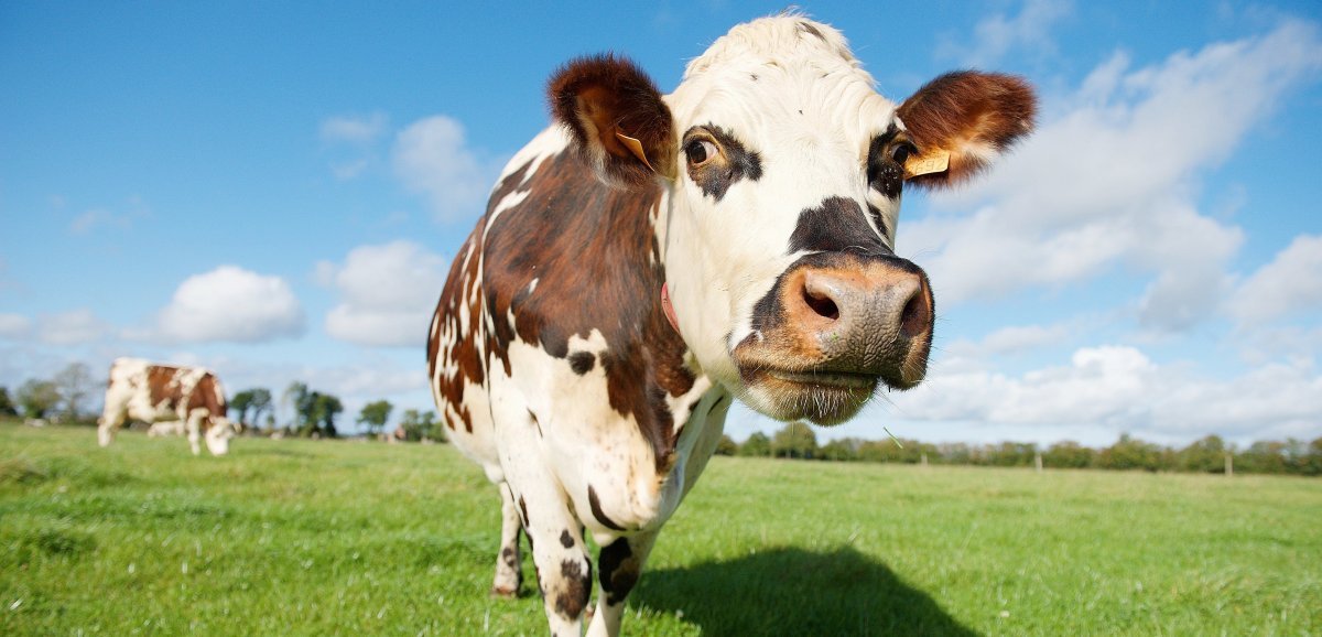 Nouvelle-Zélande. Bientôt une taxe sur les pets de vache ?