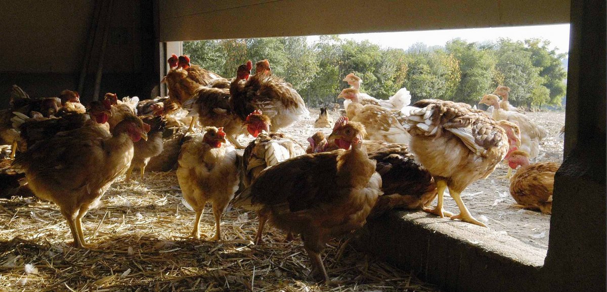 Grippe aviaire. Deux foyers confirmés dans l'Eure