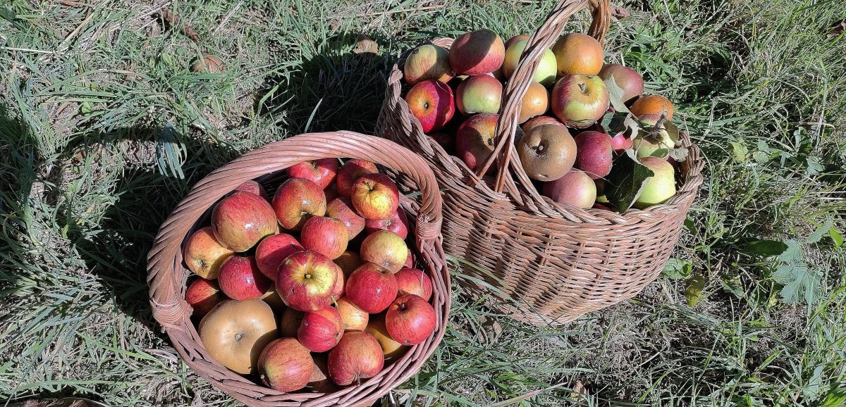 Flers. L'APE de l'école Sévigné Paul Bert a produit 1 395 litres de jus de pomme