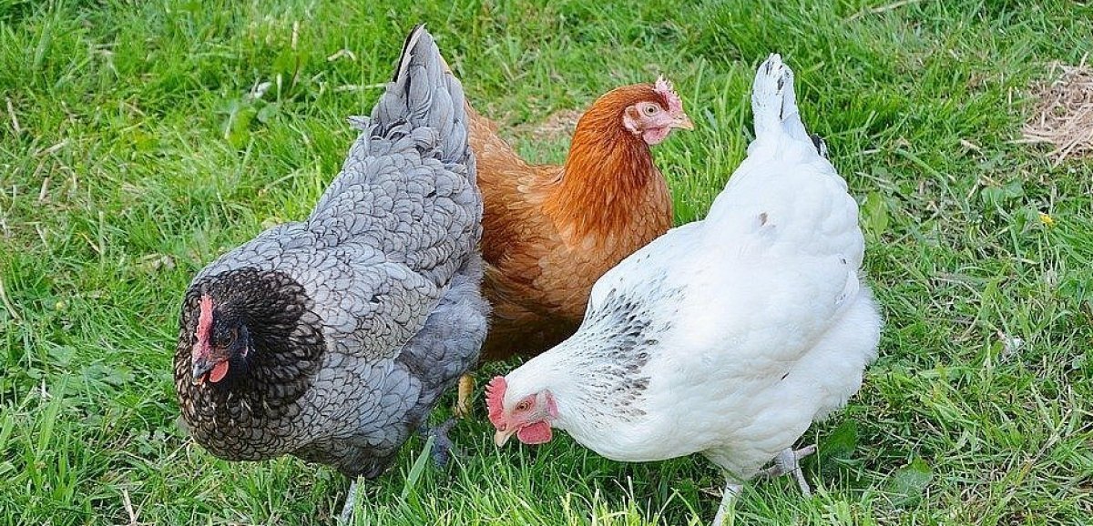 Orne. Grippe aviaire : plus de 300 oiseaux déjà abattus