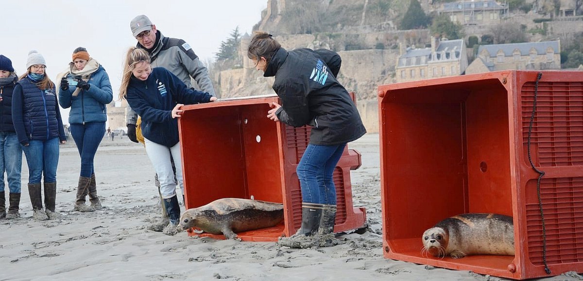 Manche. Deux phoques relâchés  en baie du Mont-Saint-Michel