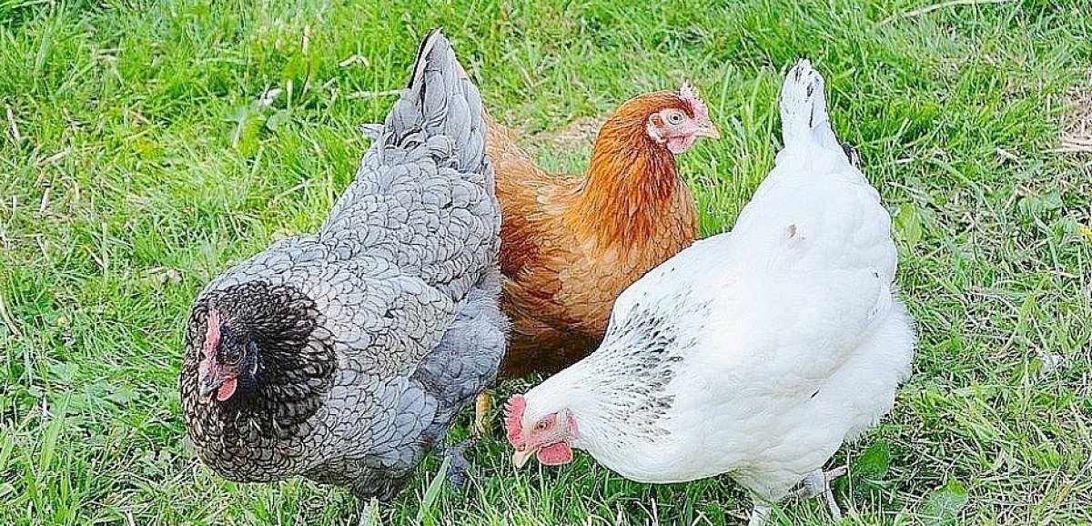 Sud-Manche. Suspicion de grippe aviaire levée dans un élevage