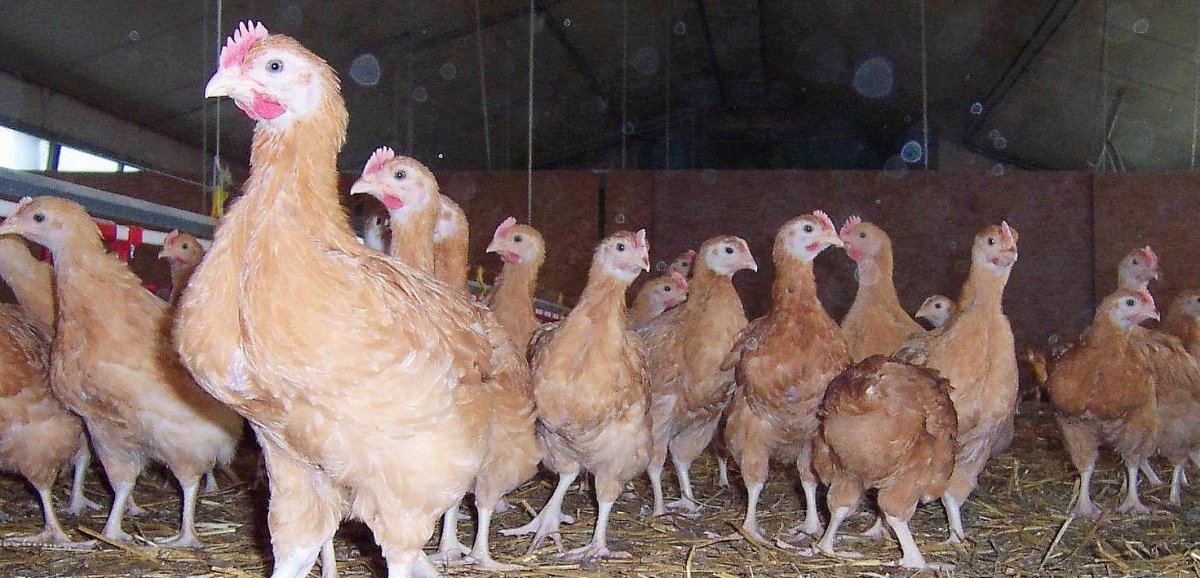 Manche. Grippe aviaire : le foyer hautement pathogène confirmé, l'élevage abattu