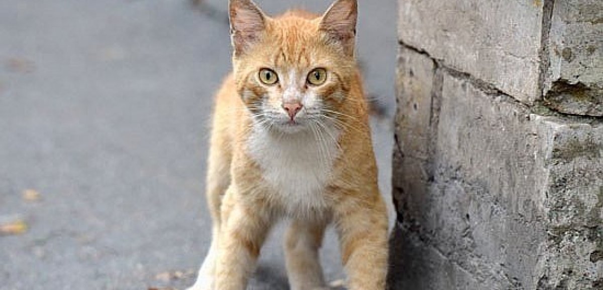 Alençon. Face au grand nombre de chats errants, une campagne de stérilisation lancée dans la ville