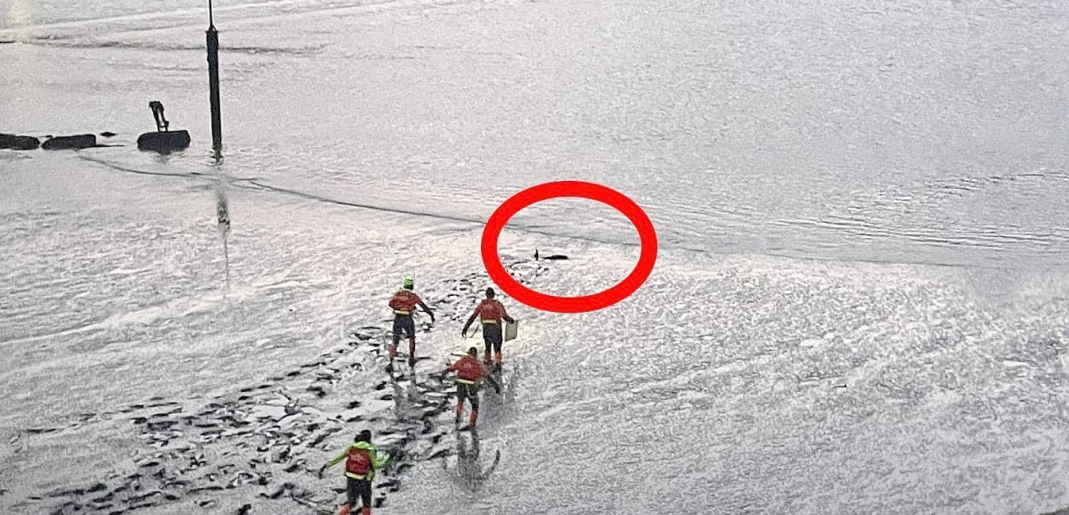 Port-en-Bessin. Un marsouin en difficulté sauvé par des membres de la SNSM