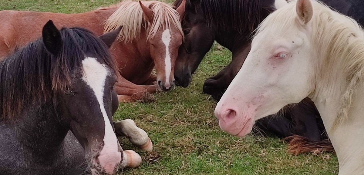 SPA de Pervenchères. Campagne d'adoption : plus de 500 chevaux et animaux de ferme recherchent une famille