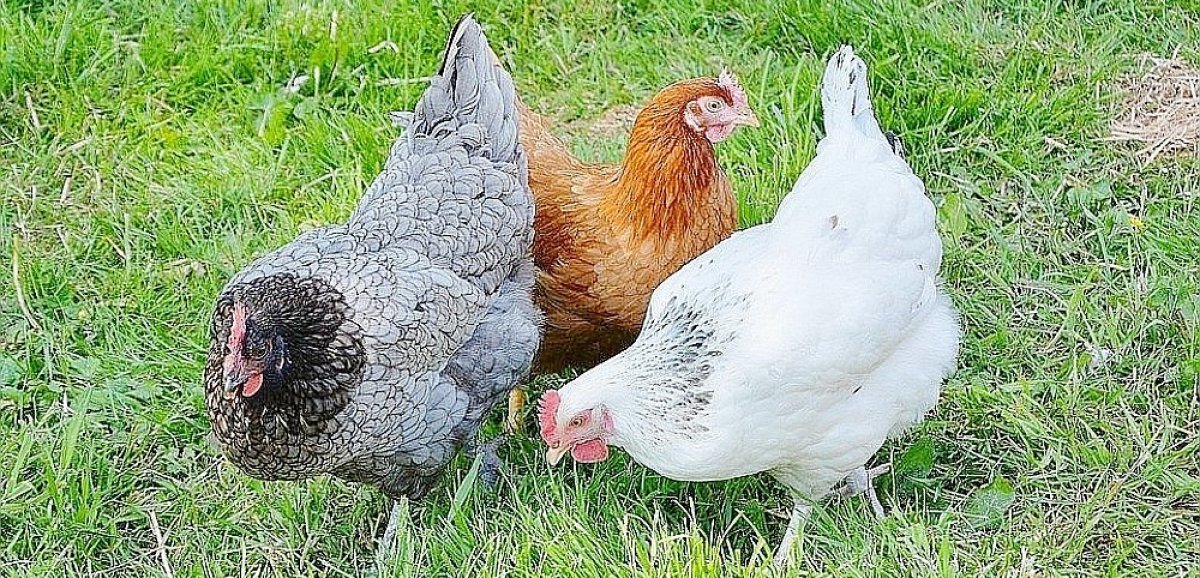 Grippe aviaire. À Flers, les détenteurs de volailles appelés à se déclarer auprès de la mairie