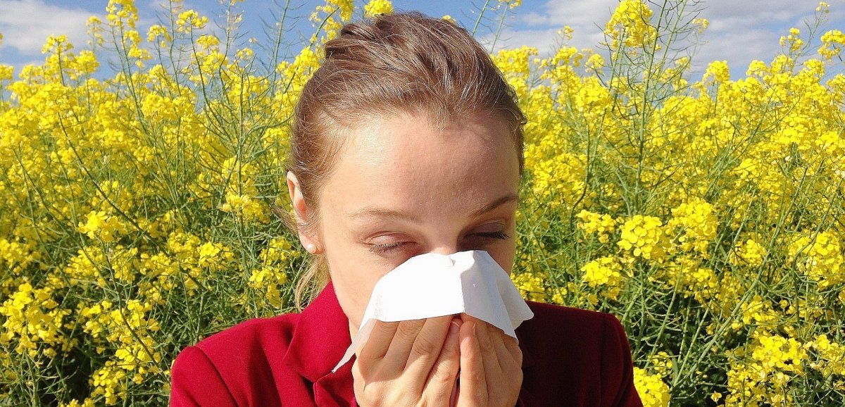 Normandie. Allergies : une alerte précoce aux pollens est lancée