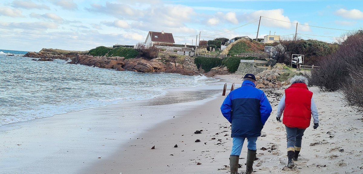 Cotentin. De nombreuses "fausses méduses" échouées sur les plages : "Le phénomène n'est pas nouveau"