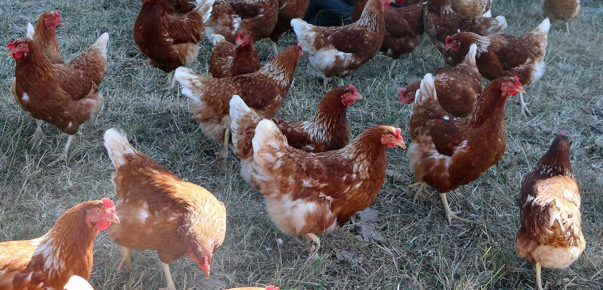 Saint-Mard-de-Réno. Un foyer de grippe aviaire confirmé dans le Perche