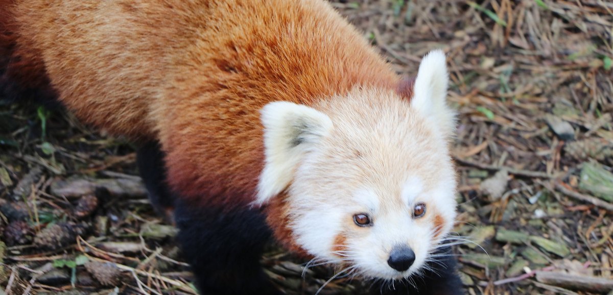 [Photos et vidéo]. Pandas roux, wallabies, lémuriens... Découvrez les animaux les plus mignons du zoo de Champrépus