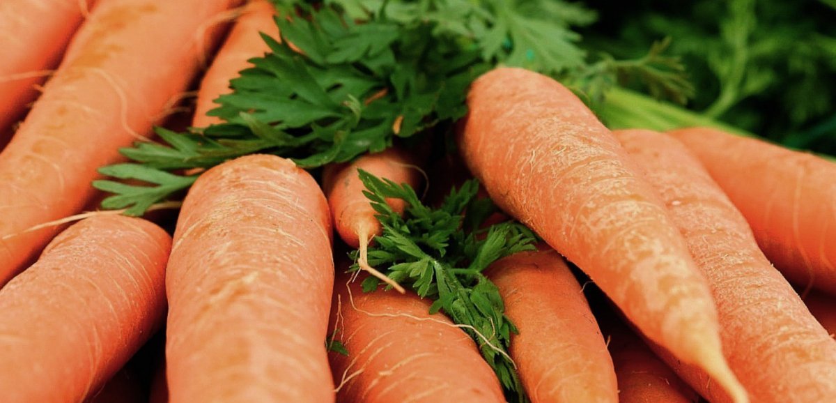 Affaire des carottes de Créances. Les peines contre les producteurs durcies en appel