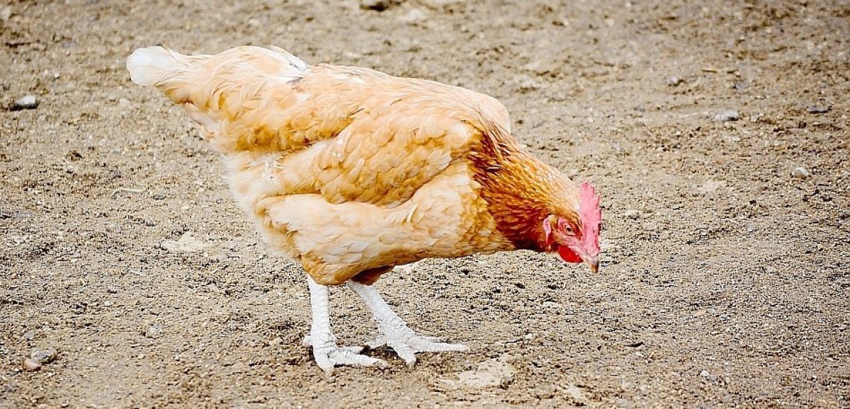 Sud-Manche. Suspicion de grippe aviaire dans un élevage non professionnel : les volailles abattues