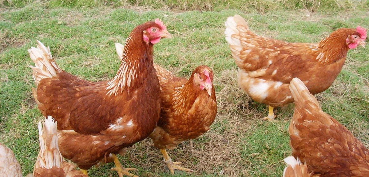 Manche. Un foyer de grippe aviaire hautement pathogène confirmé