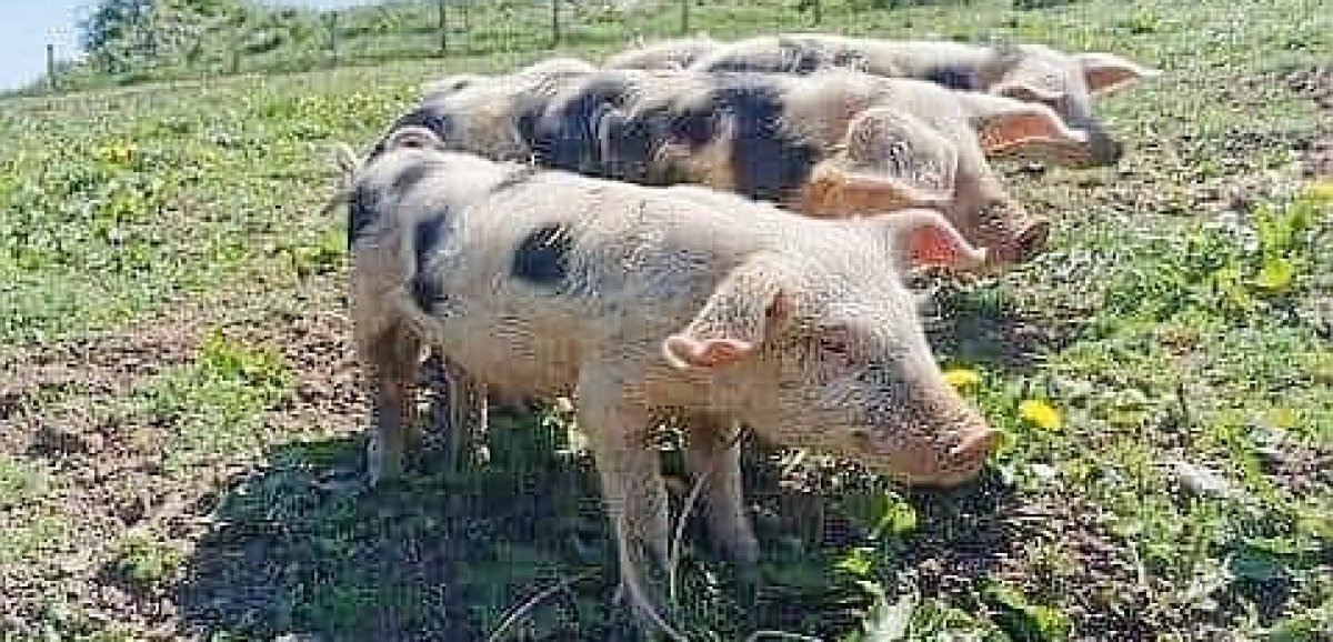 Saint-Ouen-de-Sécherouvre. Jérôme Lepoivre ira au Salon de l'agriculture pour défendre le porc de Bayeux