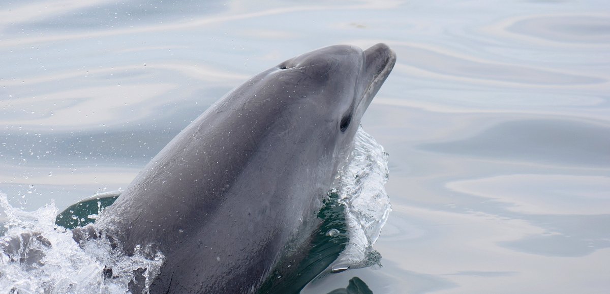 Manche. Un dauphin retrouvé mort sur la plage de Montfarville