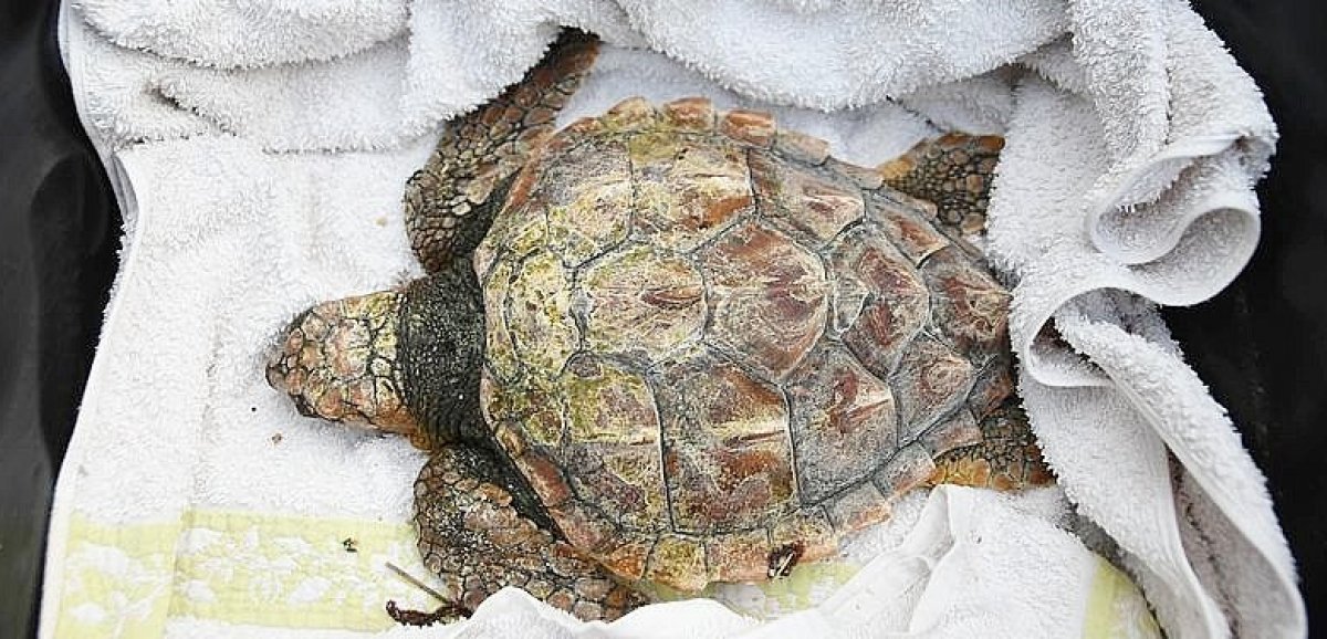 Manche. Une tortue de Floride ou des îles du Cap-Vert s'échoue sur une plage