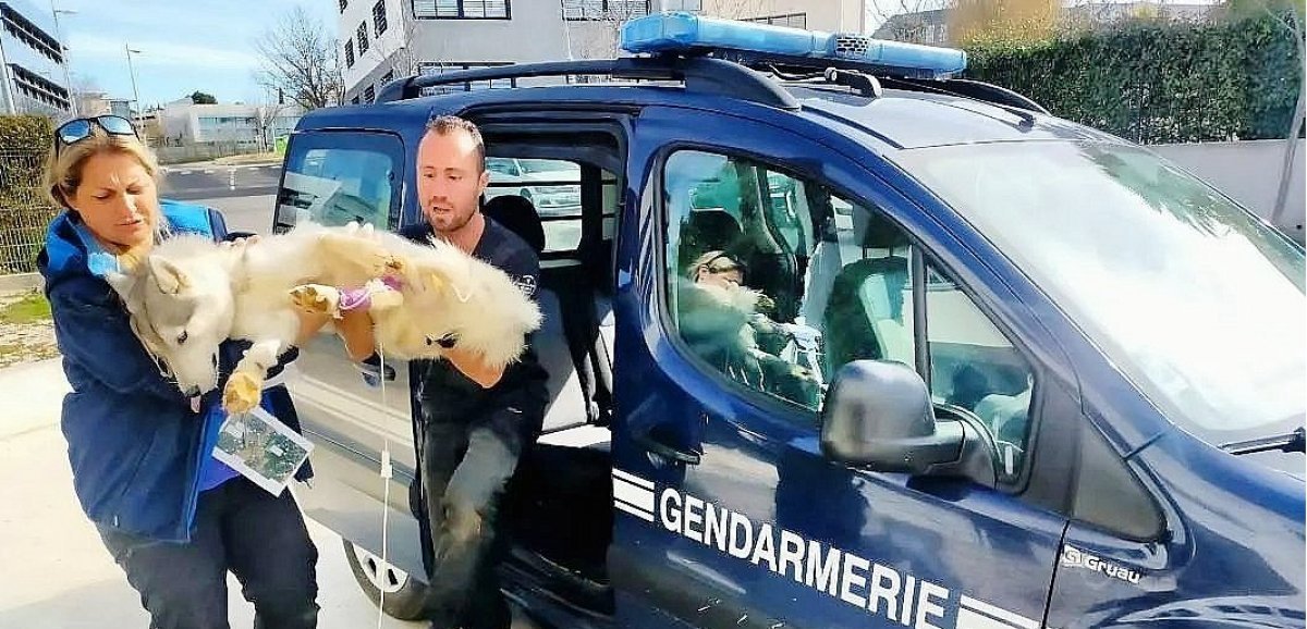 Championnat de France de canicross. "Plus jamais ça" : un Normand a assisté à la mort des trois chiens, empoisonnés