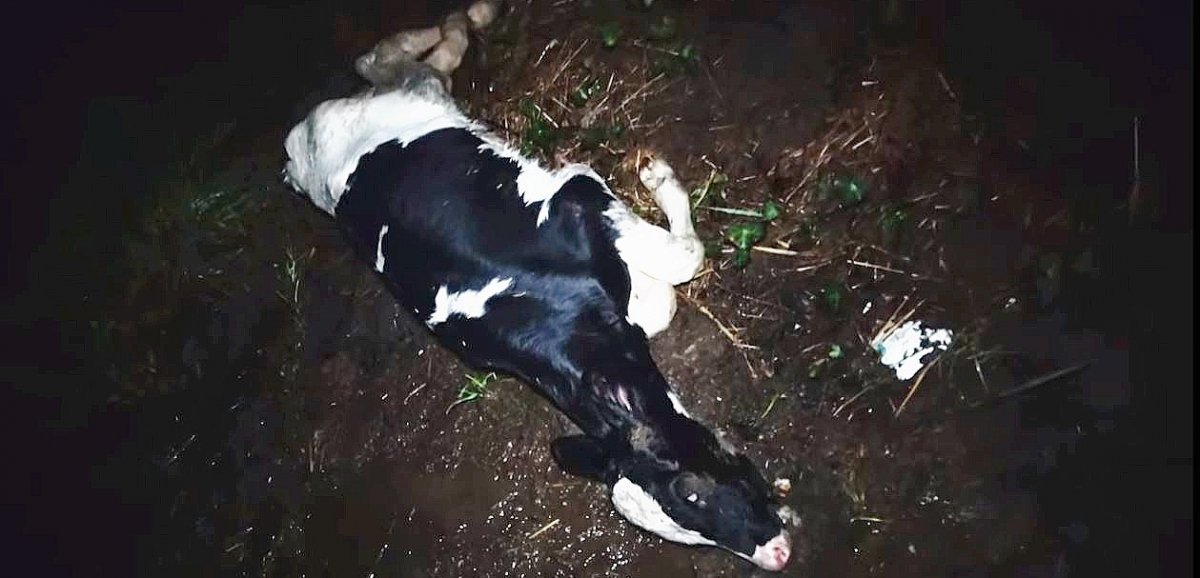Sud-Manche. L'association L214 publie des images de bovins "malades" et "à l'agonie" dans un élevage