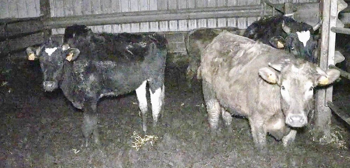 Sud-Manche. Exploitation agricole ciblée par L214 : "Le retrait des animaux n'est pas envisagé"