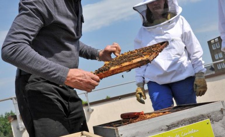 Canteleu transformée en ruche géante pour les Api Days