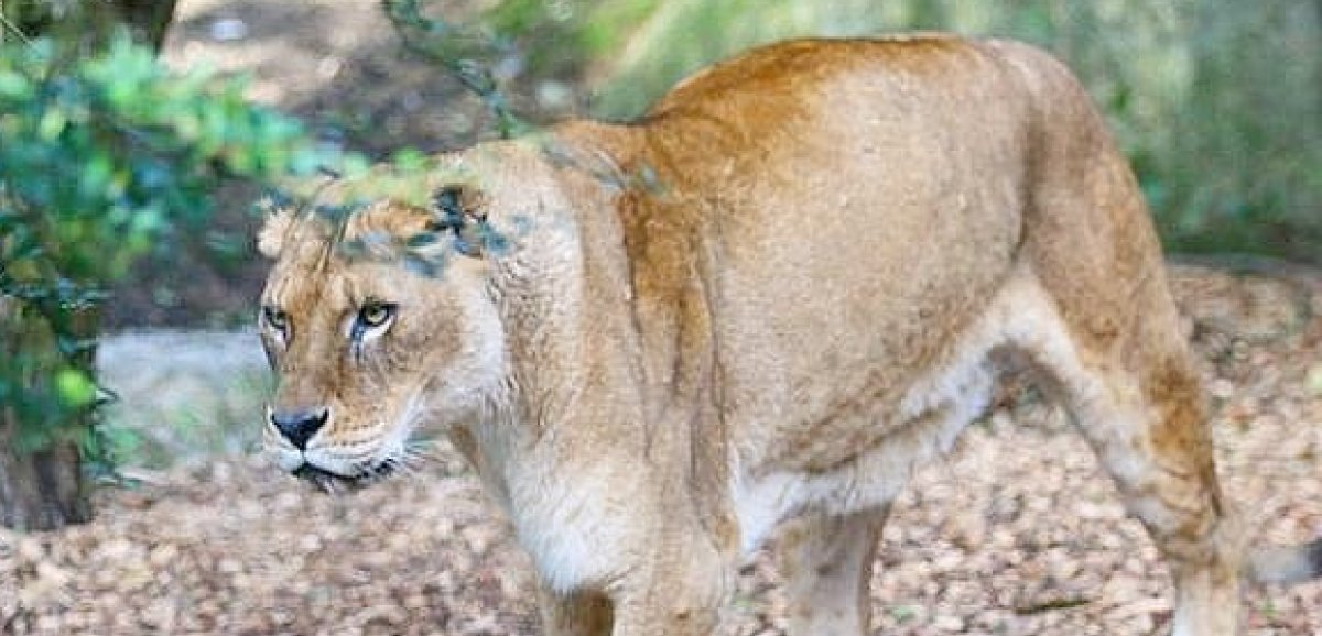Manche. Au zoo de Champrepus, la lionne Cibelle est morte