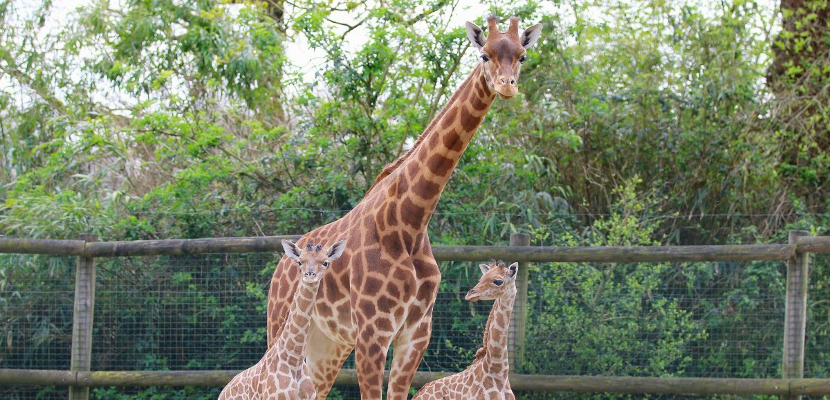 Manche. Carnet rose : naissance de deux girafes au zoo de Champrepus !