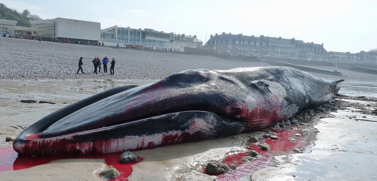 Saint-Valery-en-Caux. Une baleine morte échouée sur la plage