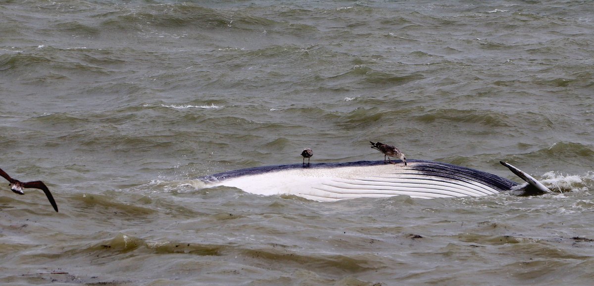 Seine-Maritime. La baleine de Saint-Valery emportée par la mer, celle de Veules sera retirée