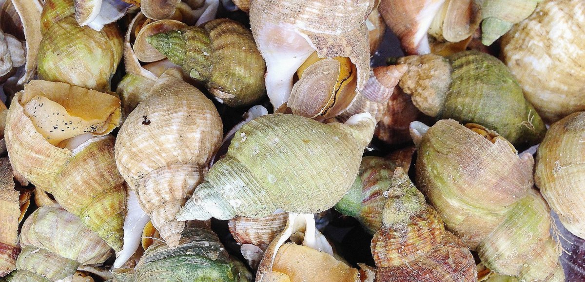 Événement. La foire aux bulots de Pirou, le rendez-vous incontournable pour déguster les produits de la mer