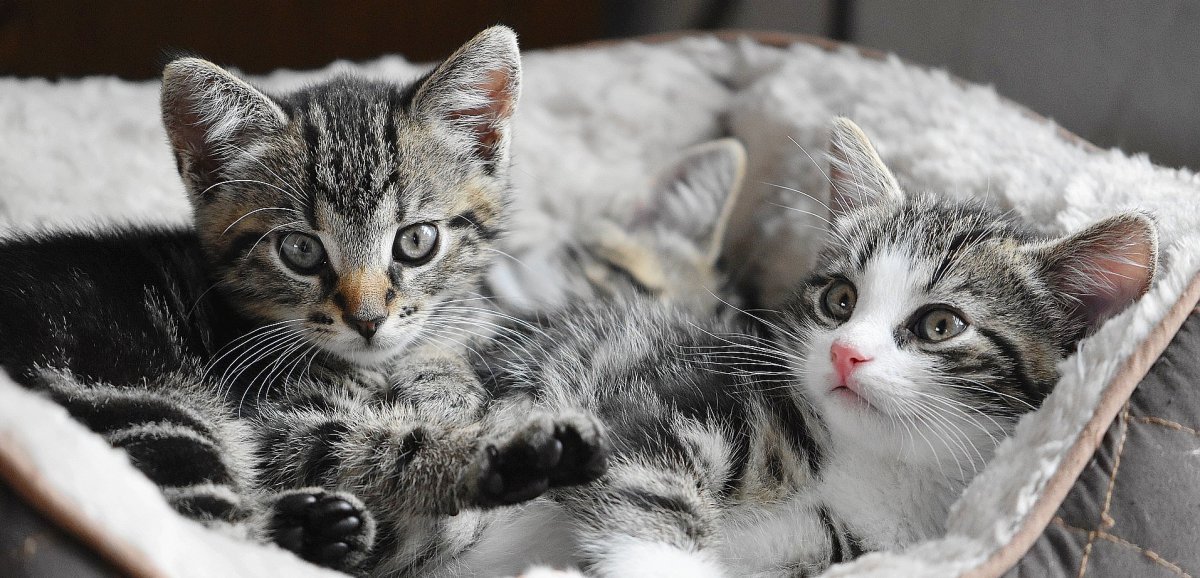 Eure. Ils ont torturé des chatons à mort : que risquent les deux adolescents ?