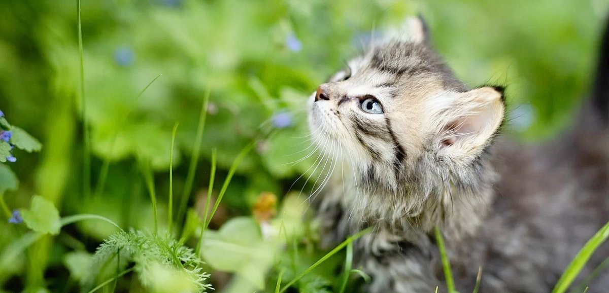 Ifs. Des chats abandonnés en pleine forêt : la SPA pousse "un coup de gueule"