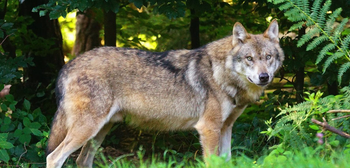 Pontorson. Des loups et des rapaces exhibés : des associations alertent la mairie