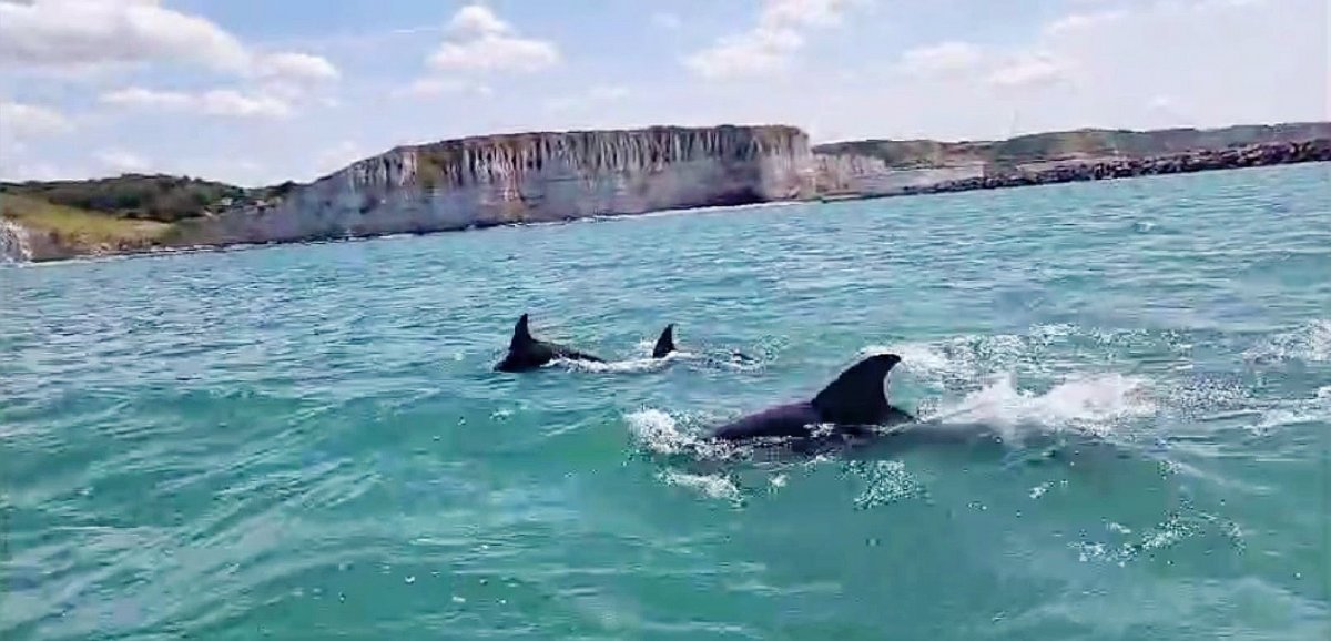 [Vidéo] Seine-Maritime. Belle surprise pour ce couple : lors d'une sortie en mer, ils sont escortés par des dauphins !
