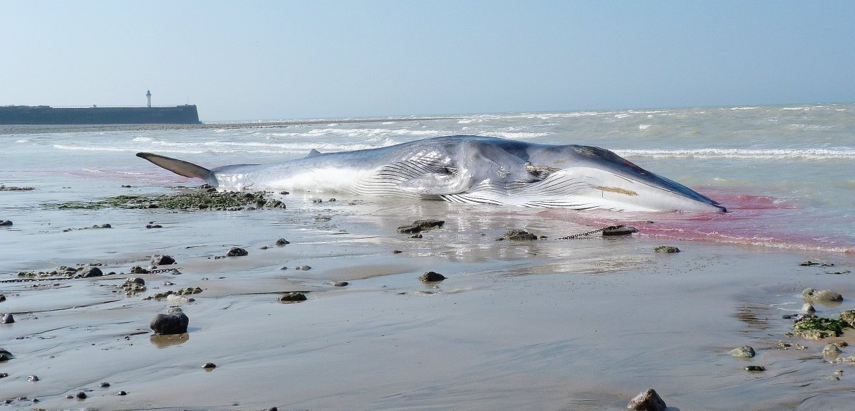 Saint-Valery-en-Caux. La baleine échouée en avril a fini par exploser, deux plages interdites à la baignade