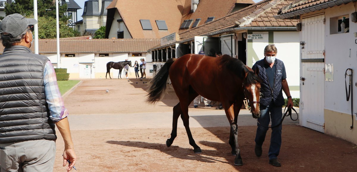 Deauville. Vente de yearlings : un cheval vendu 2,4 millions d'euros 