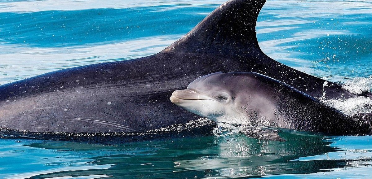 Manche. Des naissances de grands dauphins sur le littoral du Cotentin