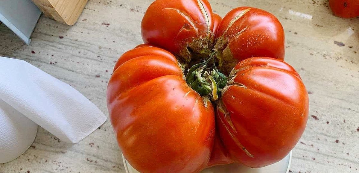 Manche. Cueillette insolite : ce maraîcher découvre une tomate de plus de deux kilos !