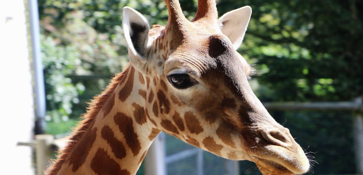 Champrepus. Sous-espèce en danger d'extinction, la girafe Malia quitte le parc animalier